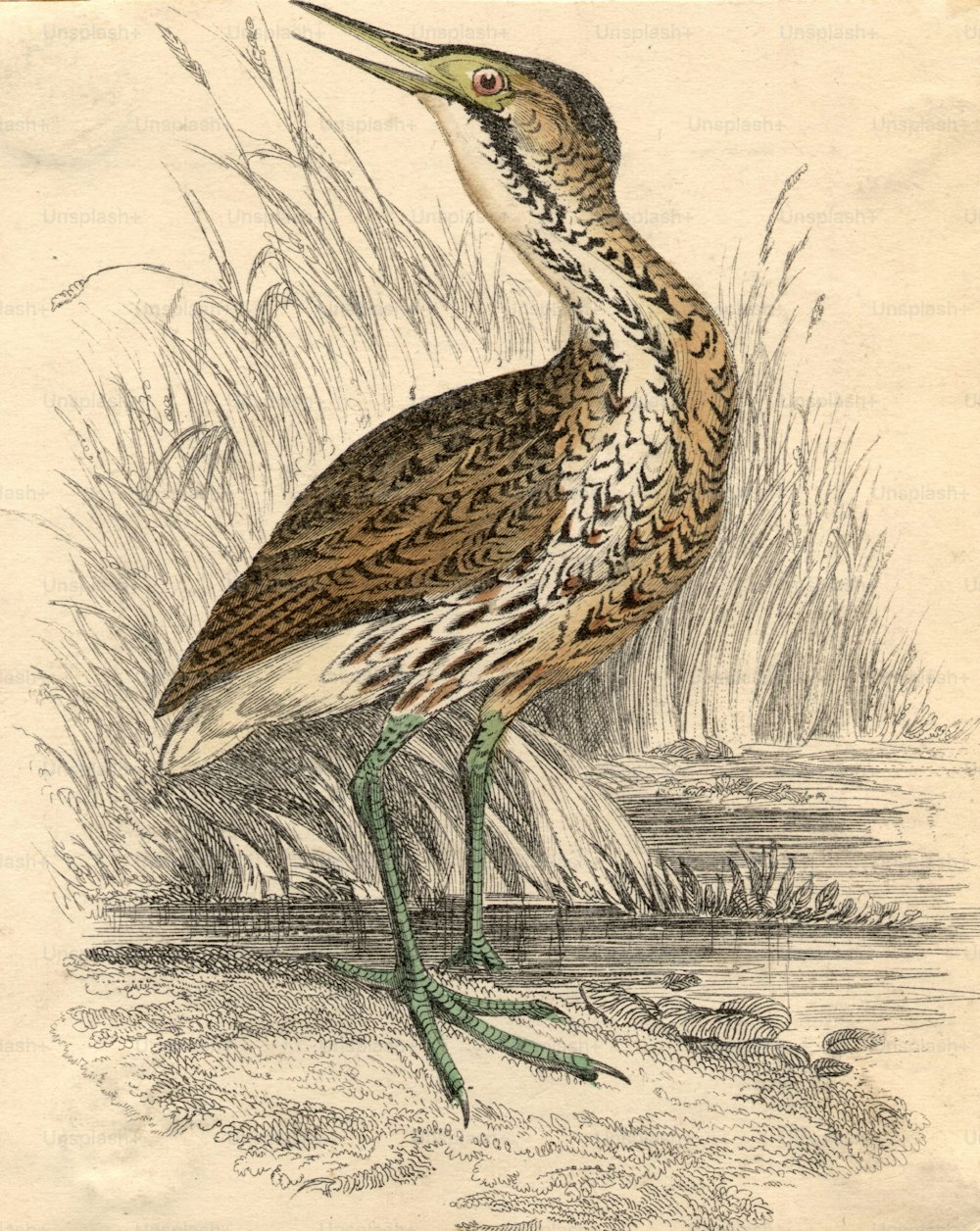 circa 1800:  A Bittern, a marsh bird of the heron family.  (Photo by Hulton Archive/Getty Images)