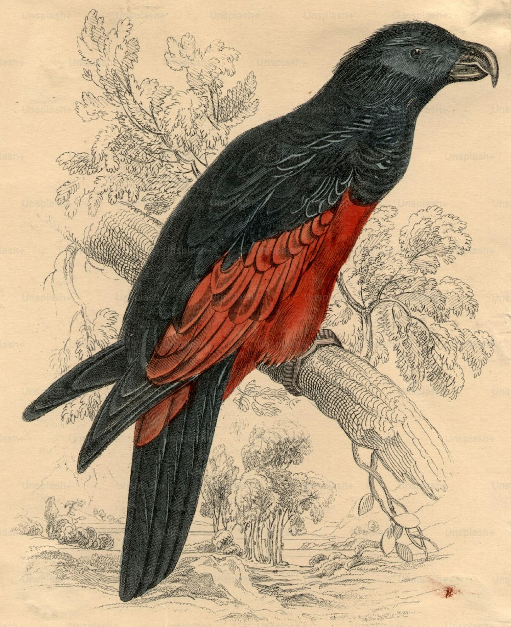 por volta de 1850: Dasyptilus Pequeth, um papagaio nativo da Austrália.  (Foto: Hulton Archive/Getty Images)