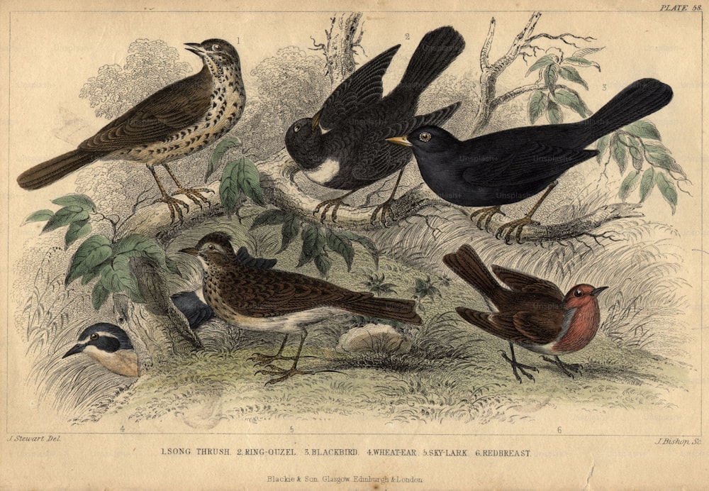 vers 1820 : oiseaux chanteurs britanniques, dans le sens des aiguilles d’une montre, la grive musicienne, l’ouzel annelé, le merle, le rouge-gorge, l’alouette des champs et l’épi de blé.  (Photo de Hulton Archive/Getty Images)