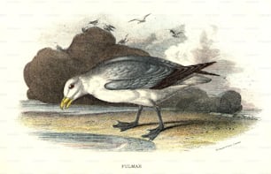 vers 1820 : Le Fulmar, un oiseau ressemblant à un goéland de la famille des pétrels.  (Photo de Hulton Archive/Getty Images)