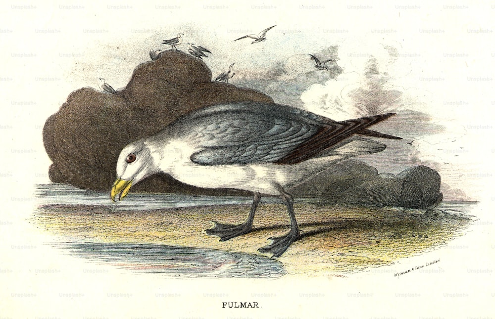 por volta de 1820: O Fulmar, uma ave semelhante a gaivotas da família dos petréis.  (Foto: Hulton Archive/Getty Images)