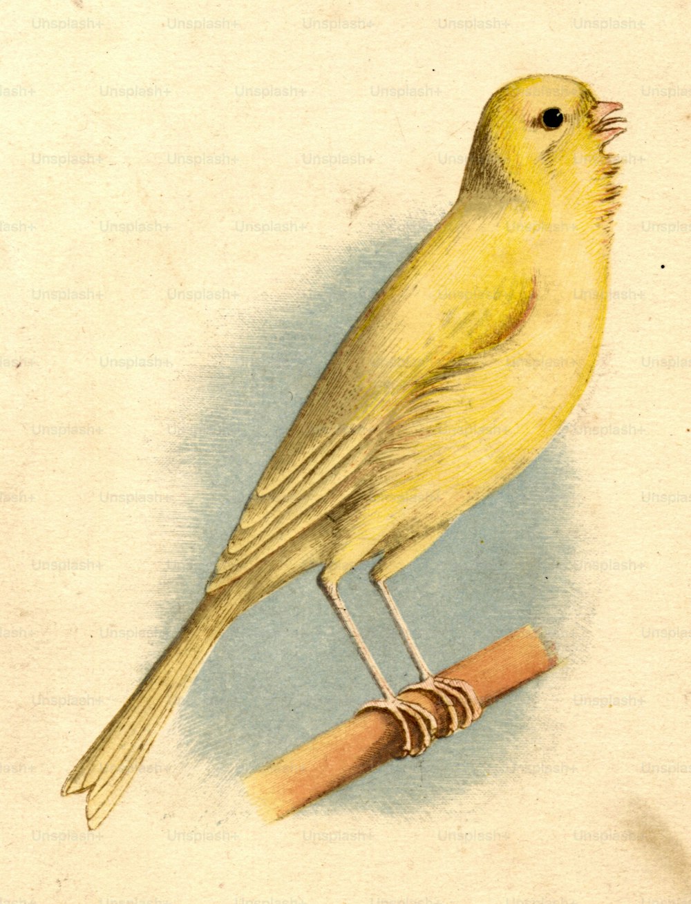 um 1800: Der gemeine gelbe Kanarienvogel.  (Foto von Hulton Archive / Getty Images)