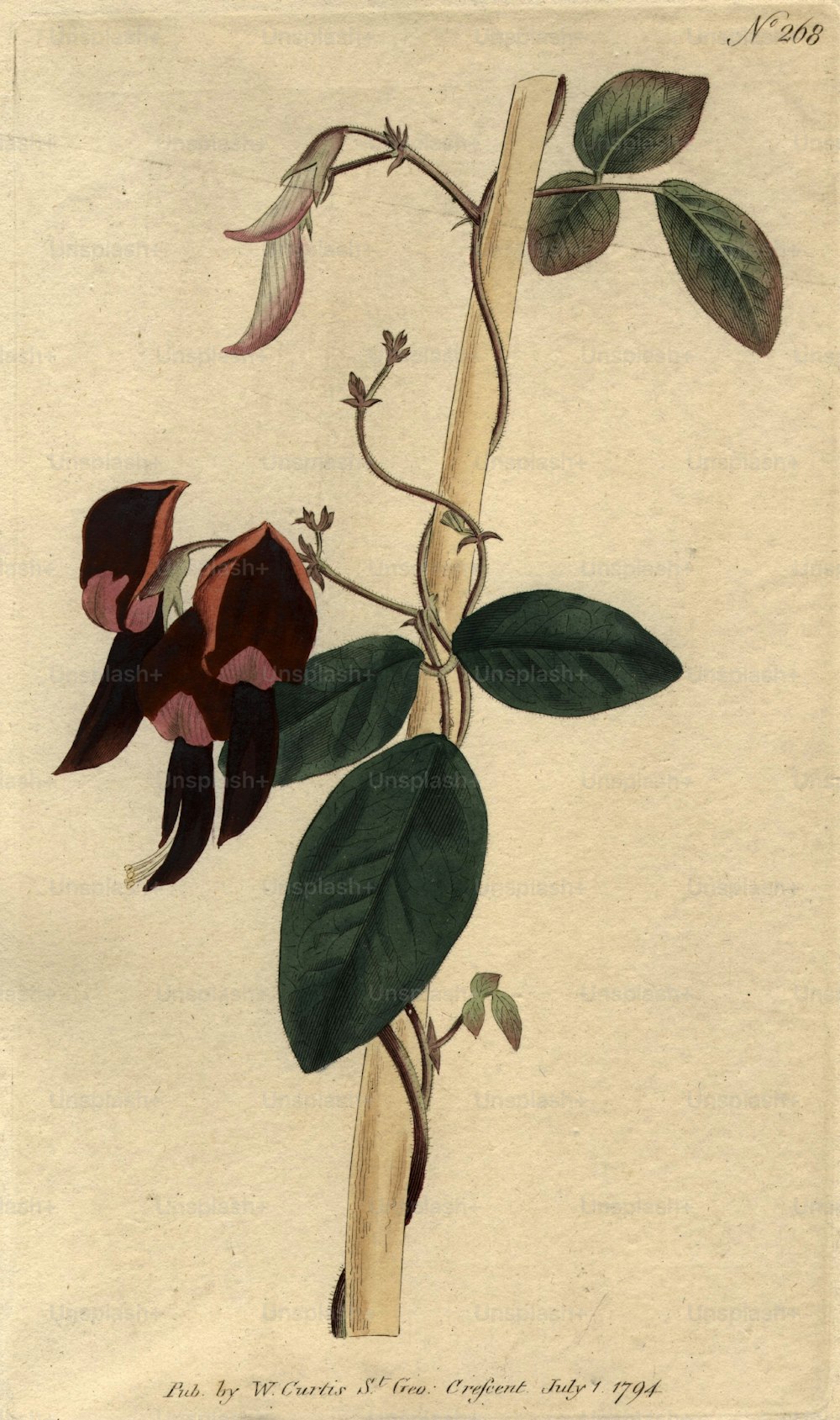 Julho de 1794: Uma flor trepadeira.  (Foto: Hulton Archive/Getty Images)