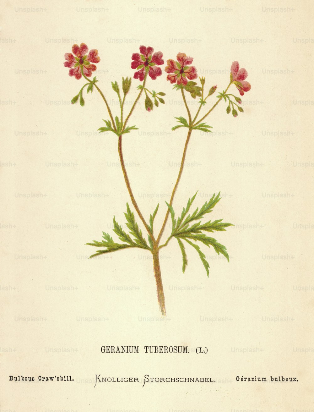 Un Geranium Tuberosum rojo, o pico de cangrejo bulboso, alrededor de 1850. (Foto de Hulton Archive/Getty Images)