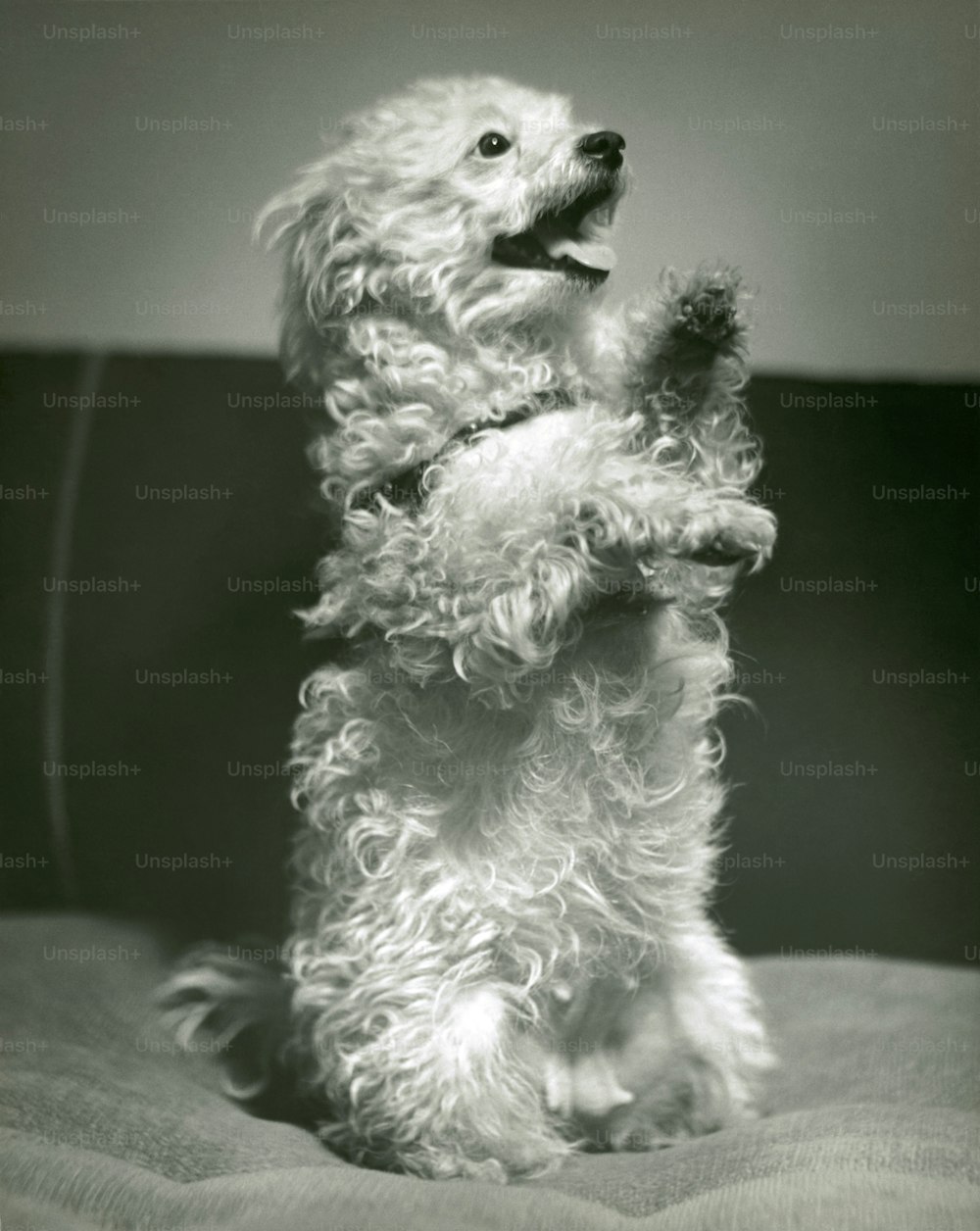STATI UNITI - 1950 CIRCA: Cane in piedi sulle zampe posteriori.