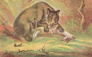 1800年頃、鹿の死骸を食べるクマ。(��写真提供:Hulton Archive/Getty Images)