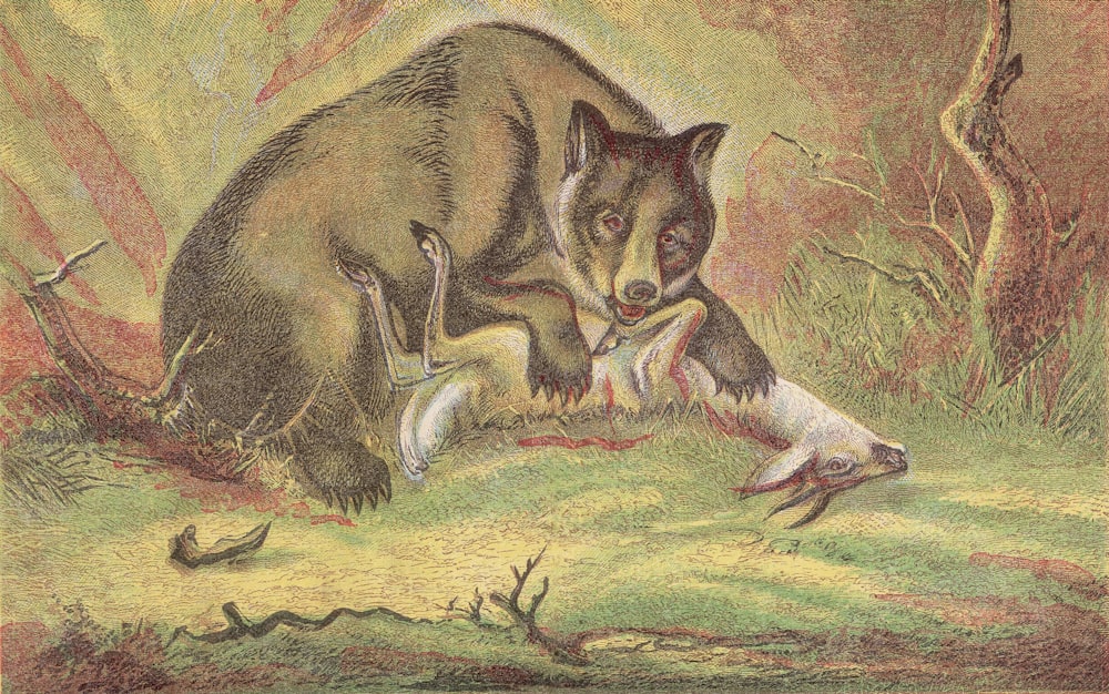 A bear feeds on the carcass of a deer, circa 1800. (Photo by Hulton Archive/Getty Images)