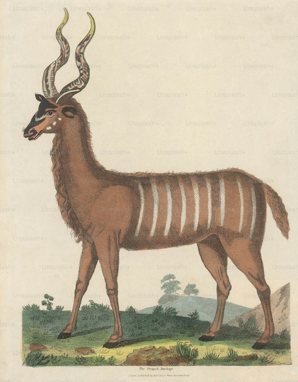 A striped antelope, circa 1800. (Photo by Hulton Archive/Getty Images)