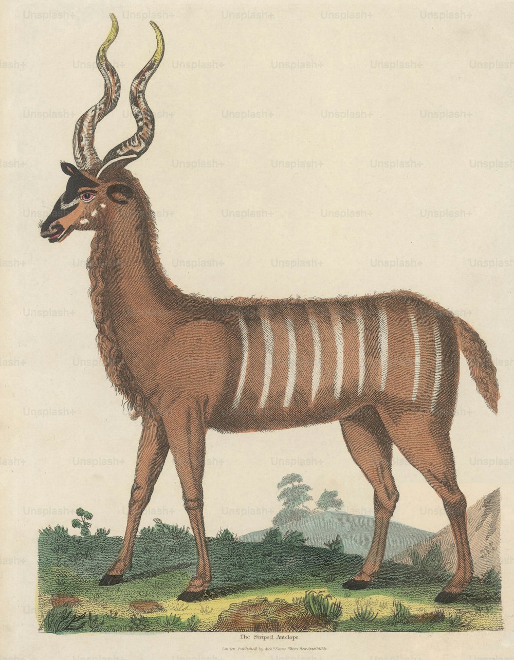 Eine gestreifte Antilope, um 1800. (Foto von Hulton Archive / Getty Images)