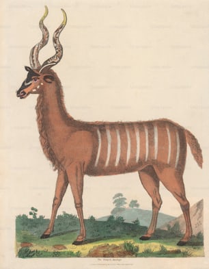 A striped antelope, circa 1800. (Photo by Hulton Archive/Getty Images)