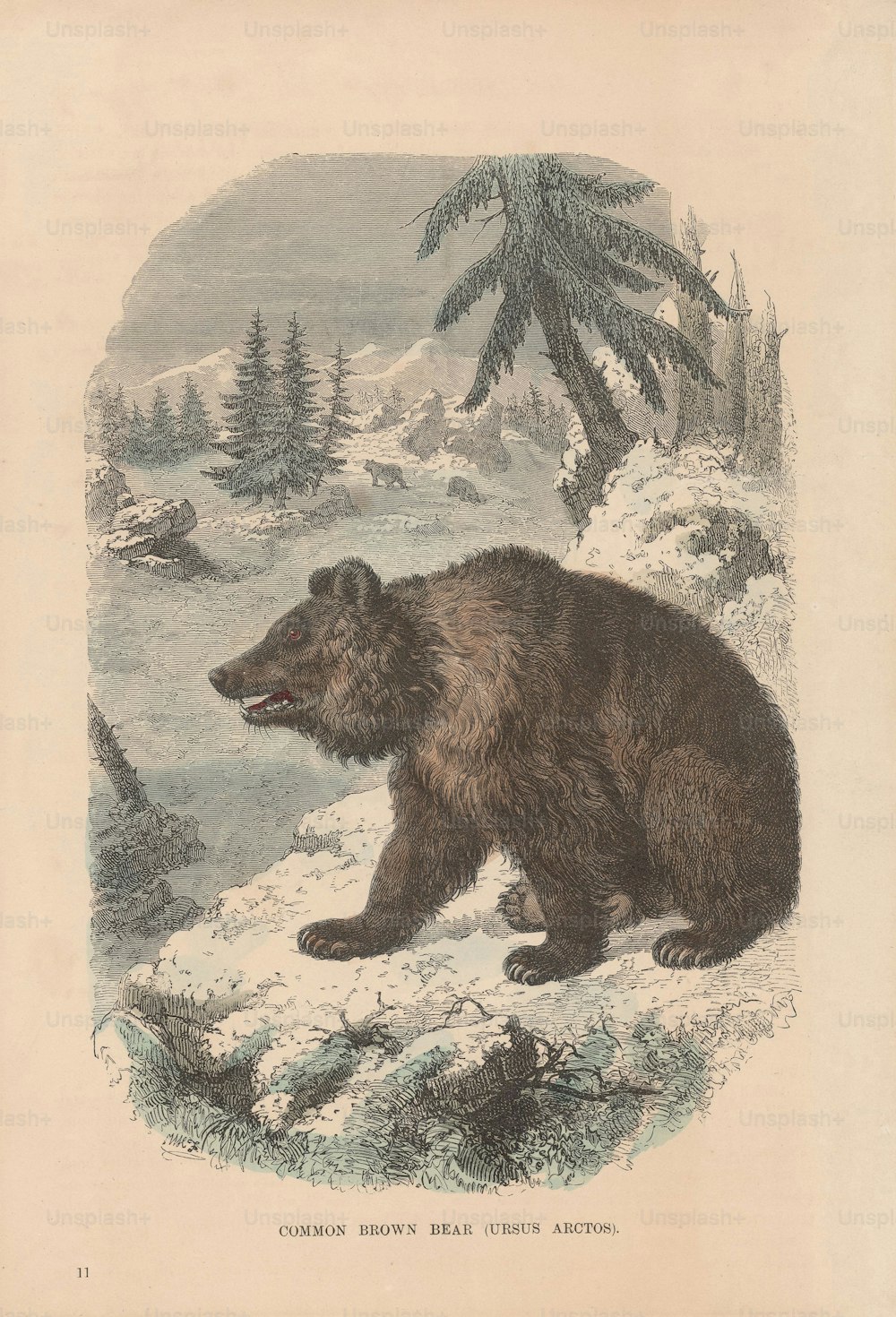 Un Ursus Arctos u oso pardo, alrededor de 1800. (Foto de Hulton Archive/Getty Images)