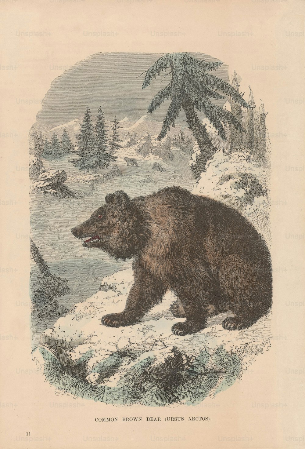 An Ursus Arctos or brown bear, circa 1800. (Photo by Hulton Archive/Getty Images)
