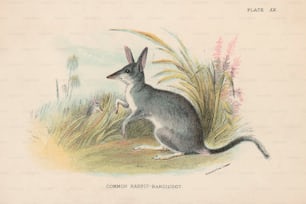 Ein gewöhnlicher Kaninchen-Bandicoot oder Bilby, um 1800. (Foto von Hulton Archive / Getty Images)