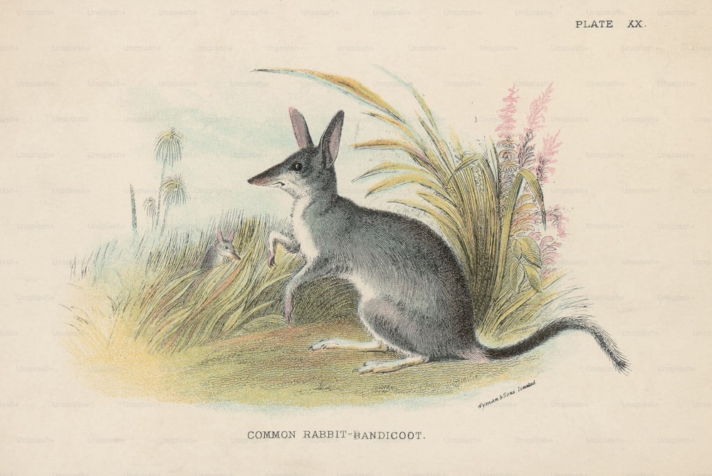 Um coelho-bandicoot comum ou bilby, por volta de 1800. (Foto: Hulton Archive/Getty Images)
