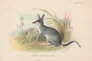 A common rabbit-bandicoot or bilby, circa 1800. (Photo by Hulton Archive/Getty Images)