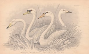 Quatre cygnes, vers 1830. De gauche à droite, le Hooper, le Cygne tuberculé, le Cygne polonais et le Cygne de Bewick. Une gravure de Lizars d’après un dessin de Stewart. (Photo de Hulton Archive/Getty Images)