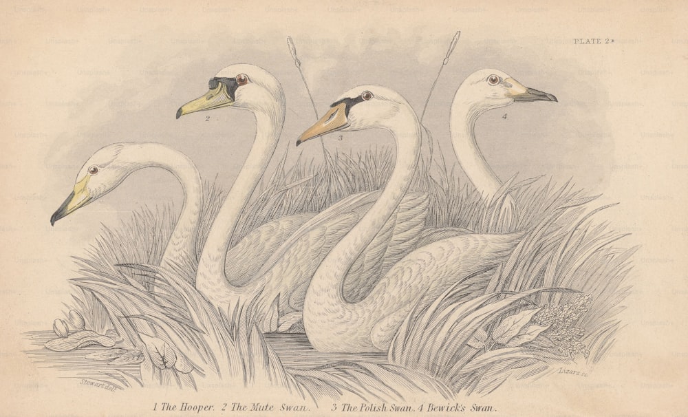 Four swans, circa 1830. From left to right, the Hooper, the Mute Swan, the Polish Swan and Bewick's Swan. An engraving by Lizars from a drawing by Stewart. (Photo by Hulton Archive/Getty Images)