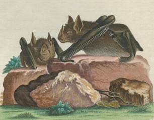 Vespertilio Hastatus属の2つのコウモリは、後にPhyllostomus Hastatus、またはGreater Spear-nosed Batと呼ばれます。彼らは南アメリカと中央アメリカに自生しています。1780年頃、デ・セーヴの素描を模したI.S.ライトナーの版画。(写真提供:Hulton Archive/Getty Images)