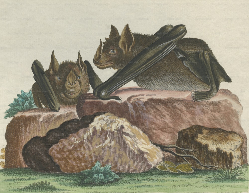 Vespertilio Hastatus属の2つのコウモリは、後にPhyllostomus Hastatus、またはGreater Spear-nosed Batと呼ばれます。彼らは南アメリカと中央アメリカに自生しています。1780年頃、デ・セーヴの素描を模したI.S.ライトナーの版画。(写真提供:Hulton Archive/Getty Images)