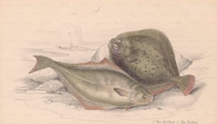 A halibut (left) and a turbot (right), stranded on the shore. An engraving by Lizars after a drawing by Stewart, circa 1800. (Photo by Edward Gooch Collection/Hulton Archive/Getty Images)