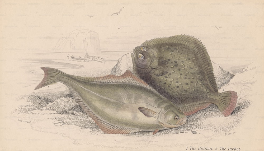 A halibut (left) and a turbot (right), stranded on the shore. An engraving by Lizars after a drawing by Stewart, circa 1800. (Photo by Edward Gooch Collection/Hulton Archive/Getty Images)