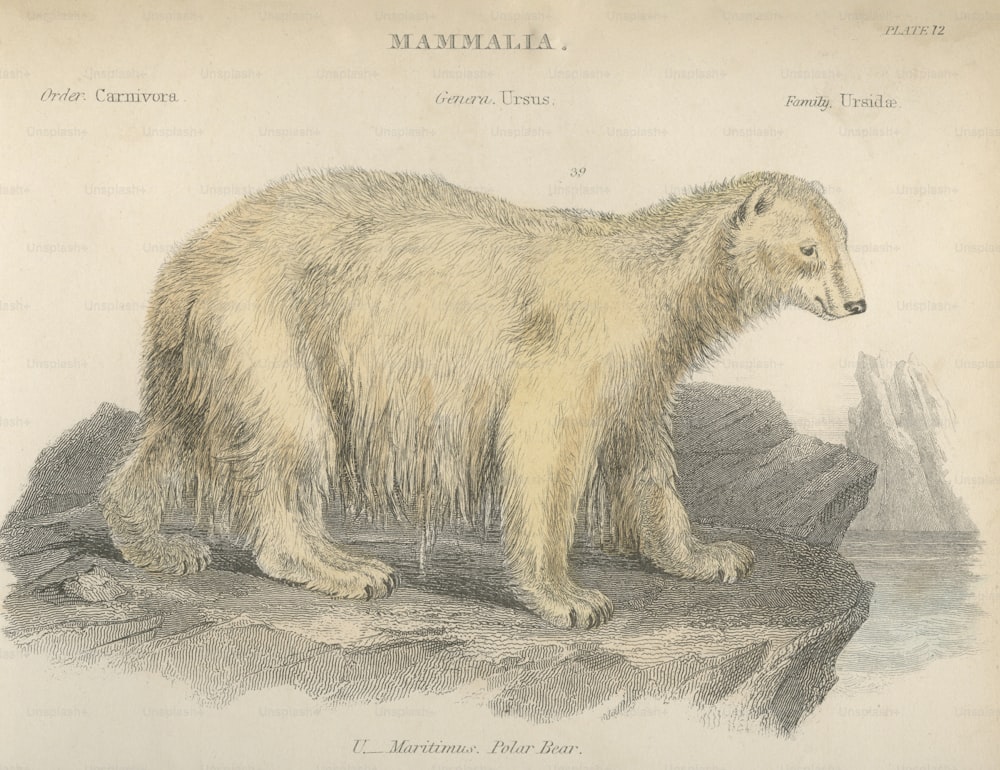 Um urso polar, ou Ursus Maritimus, por volta de 1800. (Foto: Hulton Archive/Getty Images)
