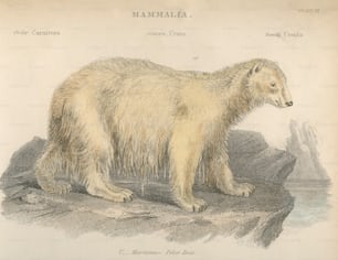 북극곰 또는 우수스 마리티무스, 1800년경. (사진: 헐튼 아카이브/게티 이미지)