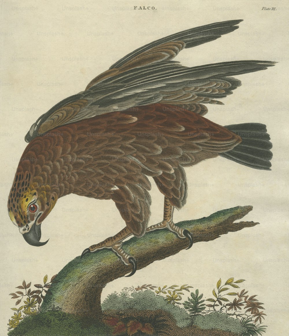 Uma águia dourada, por volta de 1800. Uma gravura de J. Pass após um desenho de I. L. Reinold. (Foto: Hulton Archive/Getty Images)