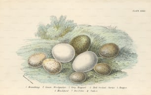 Un grappolo di uova di uccelli, 1800 circa. Appartengono al rovo, al picchio verde, alla ballerina grigia, all'averla piccola, all'upupa, al merlo, al gruccione e al cuculo. (Foto di Hulton Archive/Getty Images)
