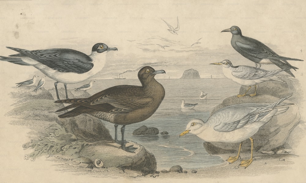 Várias aves marinhas na costa, por volta de 1800. Da esquerda para a direita, um skua de Richardson, uma gaivota-de-dedos-pretos, uma gaivota glaucosa, uma andorinha-do-mar-menor e uma andorinha-do-mar-preta. Uma gravura de John Sanderson a partir de um desenho de J. Stewart. (Foto: Rischgitz/Hulton Archive/Getty Images)