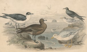 Various seabirds on the shore, circa 1800. From left to right, a Richardson's skua, a black-toed gull, a Glaucous gull, a lesser tern and a black tern. An engraving by John Sanderson from a drawing by J. Stewart. (Photo by Rischgitz/Hulton Archive/Getty Images)