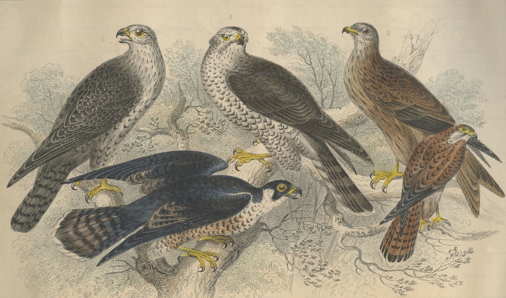 Cinco aves de rapina, por volta de 1800. Da esquerda para a direita, um falcão giratório, um falcão peregrino, um falcão, uma pipa ou súplica e um peneireiro. Uma gravura de J. Bishop após um desenho de J. Stewart. (Foto: Rischgitz/Hulton Archive/Getty Images)