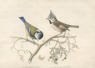 A blue tit and crested tit, circa 1800. Below are their French names, mesange bleue and mesange huppee. (Photo by Hulton Archive/Getty Images)