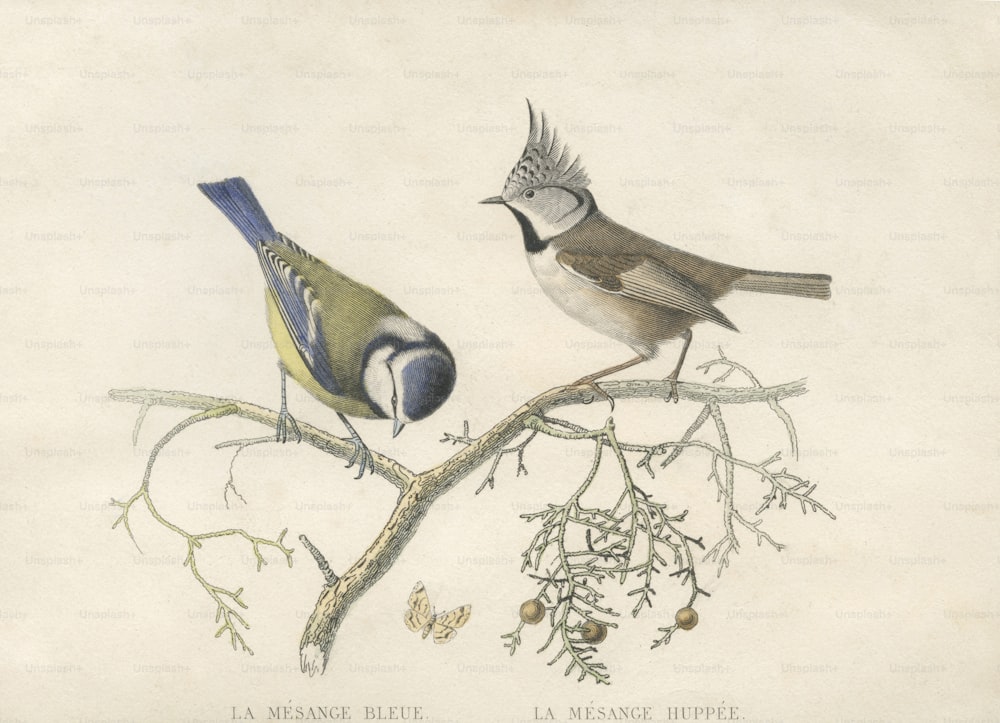 Cinciallegra e cinciallegra, 1800 circa. Di seguito sono riportati i loro nomi francesi, mesange bleue e mesange huppee. (Foto di Hulton Archive/Getty Images)