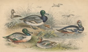 Various ducks, circa 1800. They include a blue-winged shoveler or broad bill, a teal, a harlequin duck, a scaup duck, a female scaup duck and a red-headed pochard. An engraving by J. Bishop after a drawing by J. Stewart. (Photo by Hulton Archive/Getty Images)