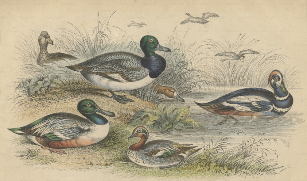 Various ducks, circa 1800. They include a blue-winged shoveler or broad bill, a teal, a harlequin duck, a scaup duck, a female scaup duck and a red-headed pochard. An engraving by J. Bishop after a drawing by J. Stewart. (Photo by Hulton Archive/Getty Images)