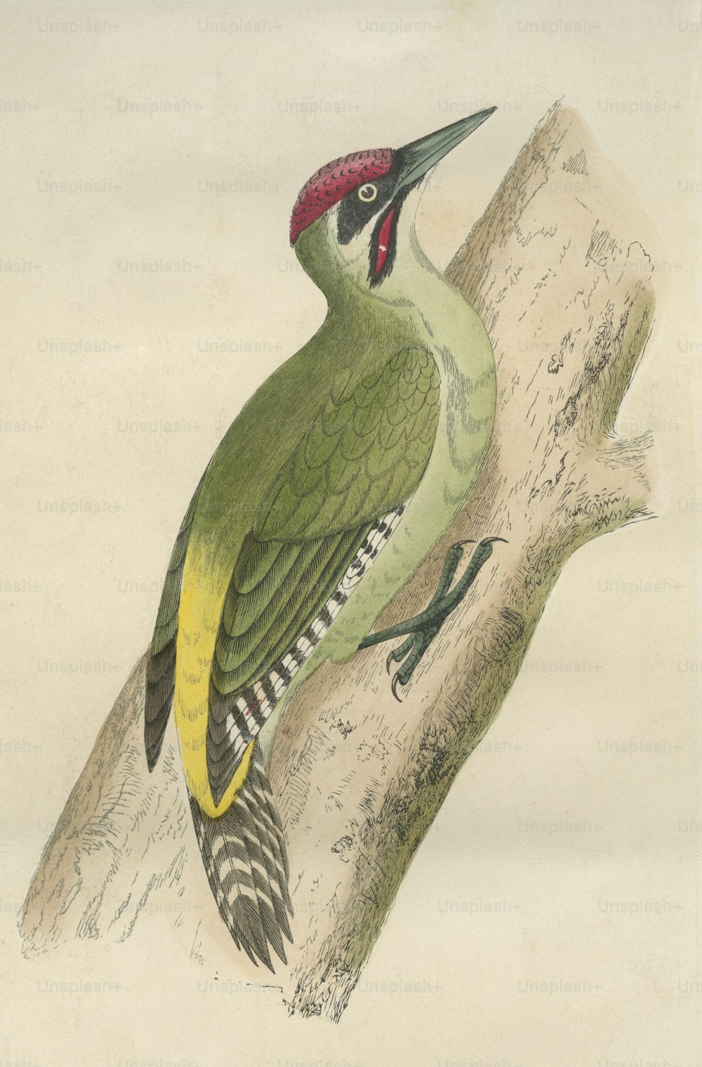 Un pájaro carpintero verde, alrededor de 1800. (Foto de Hulton Archive/Getty Images)