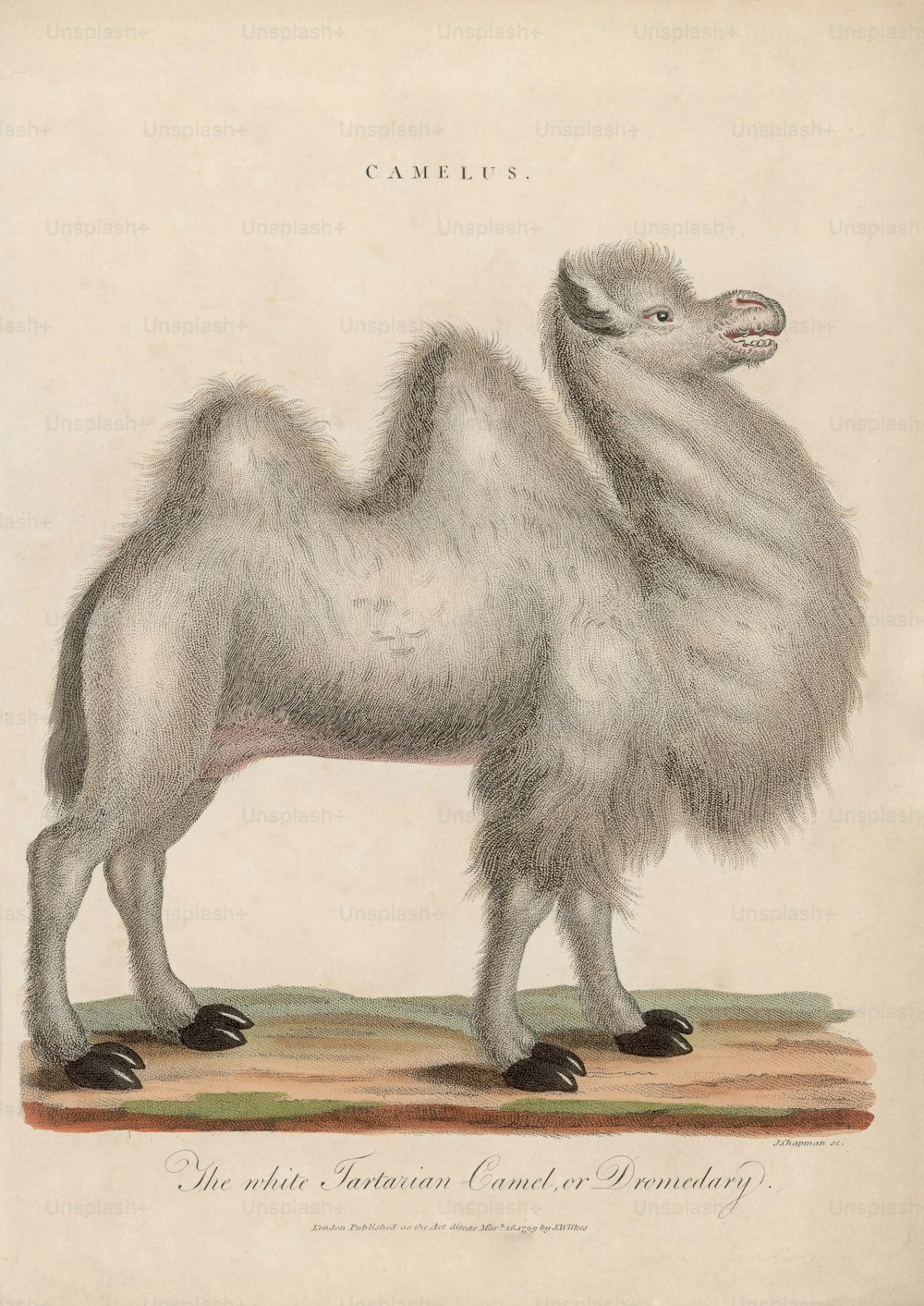 "O camelo branco da Tartaria ou dromedário", por volta de 1799. Gravura de J. Chapman. (Foto: Hulton Archive/Getty Images)