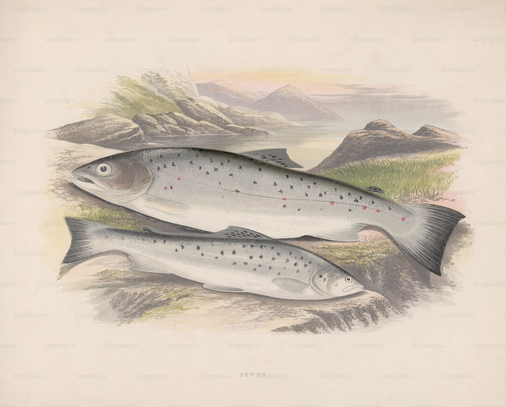 두 마리의 바다 송어, 1850년경. (사진: 에드워드 구치 컬렉션/헐튼 아카이브/게티 이미지)