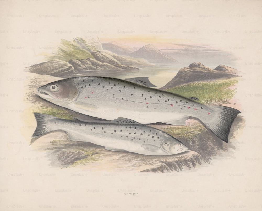 Two sewen or sea trout, circa 1850. (Photo by Edward Gooch Collection/Hulton Archive/Getty Images)