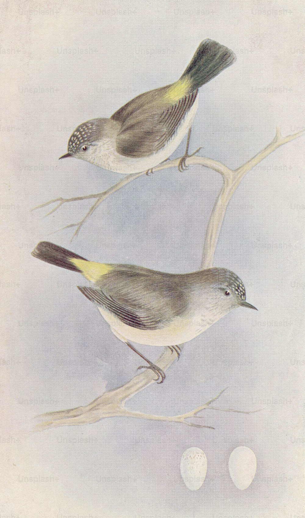 Der Gelbbürzel-Dornvogel (Acanthiza chrysorrhoea), um 1850. Druck von Quoy und Gaimard nach einer Zeichnung von C. C. Brittlebank. (Foto von Hulton Archive / Getty Images)