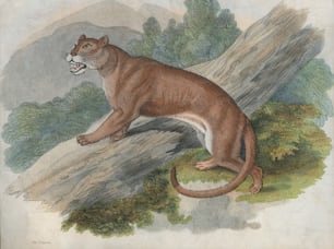 Ein Puma oder Puma Amerikas, um 1850. (Foto von Hulton Archive / Getty Images)