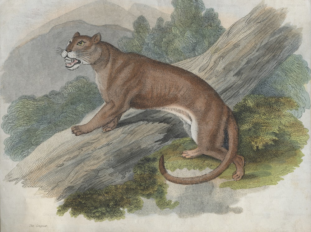 Um puma ou puma das Américas, por volta de 1850. (Foto: Hulton Archive/Getty Images)