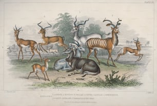Verschiedene Antilopen, um 1850. Dazu gehören ein Addax, Kudu, Impala, Kevel-Gazelle, Springbock, Salt-Antilope, Takhaitze und Nyl Ghau. Stich von J. Miller nach J. Stewart. (Foto von Hulton Archive / Getty Images)