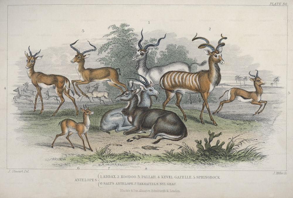 Diverses antilopes, vers 1850. Il s’agit notamment d’un addax, d’un koudou, d’un impala, d’une gazelle de Kevel, d’un springbok, d’une antilope de Sel, d’un takhaitze et d’un nyl ghau. Gravure de J. Miller d’après J. Stewart. (Photo de Hulton Archive/Getty Images)