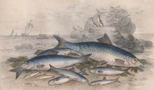 1850年頃の海岸に横たわる魚。それらには、トワイトシャッド、ニシン、スプラットまたはガービー、ピルチャード、アンチョビ、シラスが含まれます。 J.スチュワートの後のジョンミラーによる彫刻。(写真提供:Hulton Archive/Getty Images)