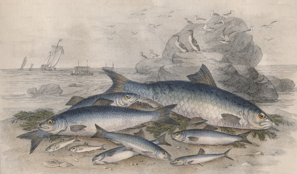 Peixes deitados na costa do mar, por volta de 1850. Eles incluem um sável twait, arenques, espadilhas ou garvies, pilchard, anchovas e iscas brancas.  Gravura de John Miller segundo J. Stewart. (Foto: Hulton Archive/Getty Images)