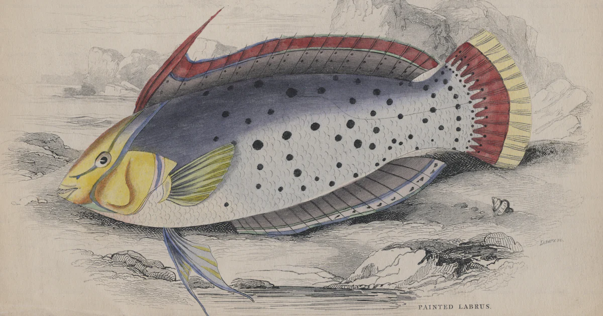 Labrus Rupestris Ein gemalter Labrus, um 1850. Stich von Lizars. (Foto von Hulton ...