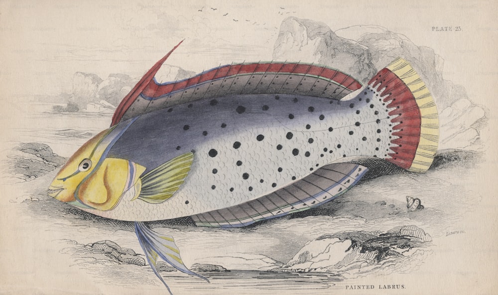 A Painted Labrus, circa 1850. Engraving by Lizars. (Photo by Hulton Archive/Getty Images)
