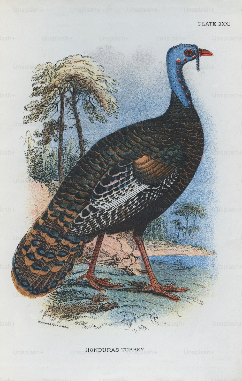 A Honduras turkey, circa 1850. Print by Wyman & Sons, Ltd. (Photo by Hulton Archive/Getty Images)